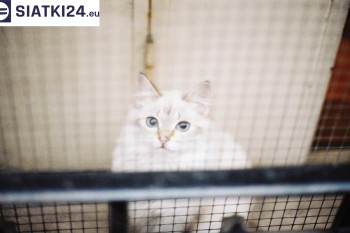 Siatki Mińsk Mazowiecki - Zabezpieczenie balkonu siatką - Kocia siatka - bezpieczny kot dla terenów Mińska Mazowieckiego