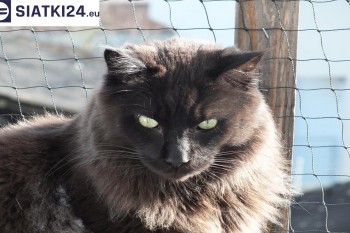 Siatki Mińsk Mazowiecki - Zabezpieczenie balkonu siatką - Kocia siatka - bezpieczny kot dla terenów Mińska Mazowieckiego